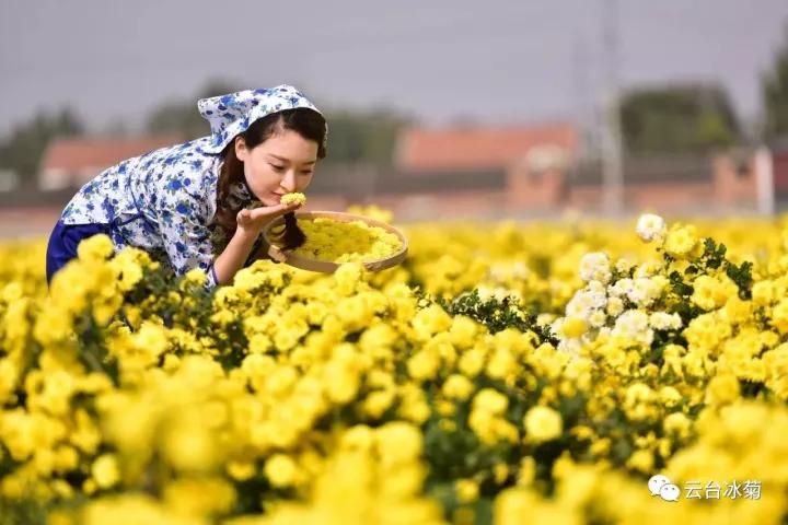 云臺冰菊基地發(fā)生了什么？一批批領(lǐng)導(dǎo)專家團(tuán)隊(duì)前來！